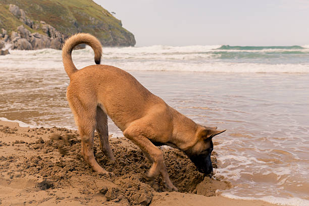 Belgian Malinois dog, digging in the beach stock photo