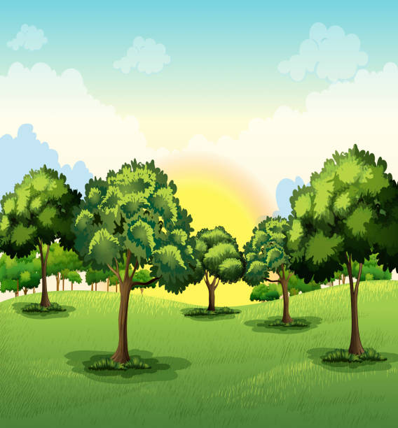 tall trees - grass branch wealth forest stock-grafiken, -clipart, -cartoons und -symbole