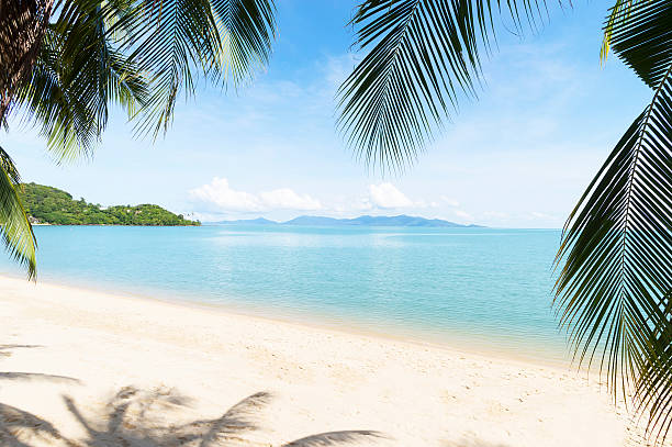 crystal blue clear water and palms, Bophut beach, Koh Samui Tropical beach with coconut palm, Bophut beach, Koh Samui Island in Thailand ko samui stock pictures, royalty-free photos & images