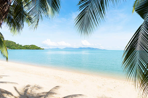 krystalicznie czysta woda i błękitne palms, koh samui beach, bophut - thailand surat thani province ko samui coconut palm tree zdjęcia i obrazy z banku zdjęć