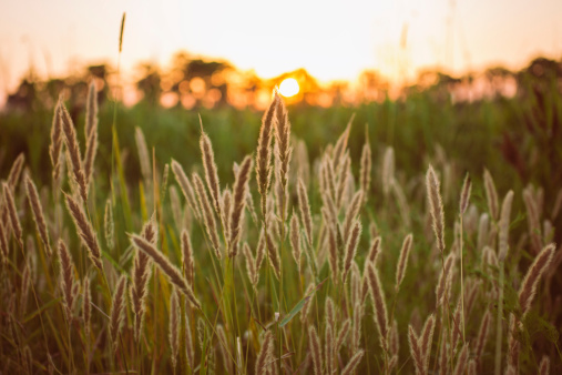 A warm photo of tall grass or Sea Oats with the sun setting in the background