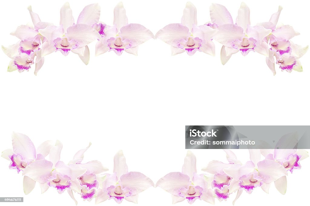 Розовые орхидеи - Стоковые фото Азия роялти-фри