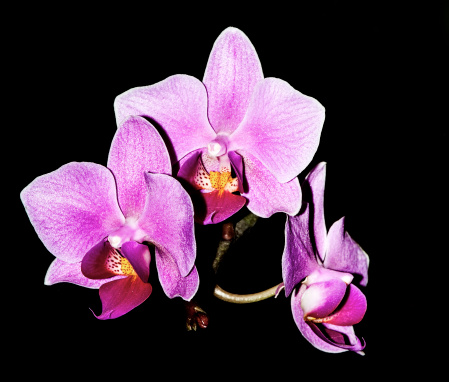 Beautiful purple orchid on black background