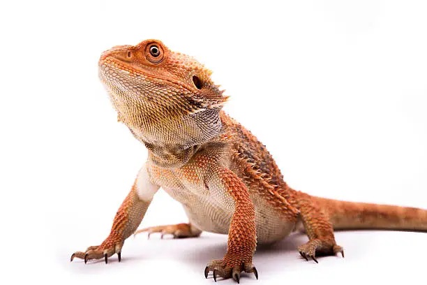 Isolated Bearded Dragon