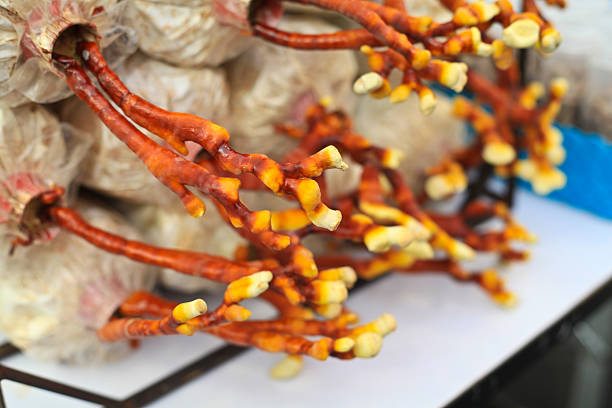 cultivo de ganoderma lucidum - asia autumn bracket brown fotografías e imágenes de stock