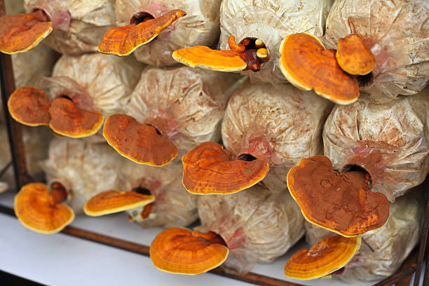 cultivo de ganoderma lucidum - asia autumn bracket brown fotografías e imágenes de stock