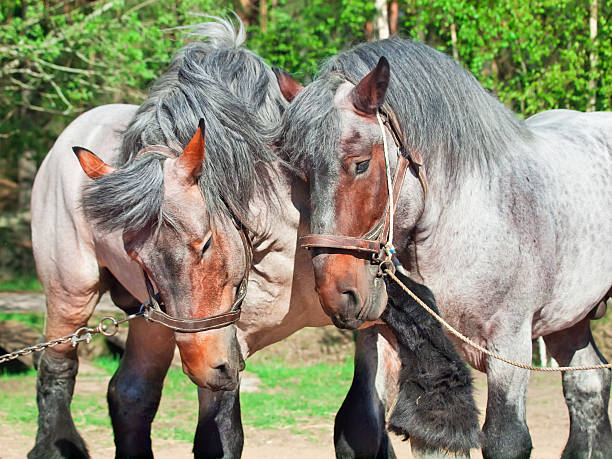 dos lucha brabant stallions. - draft horse fotografías e imágenes de stock