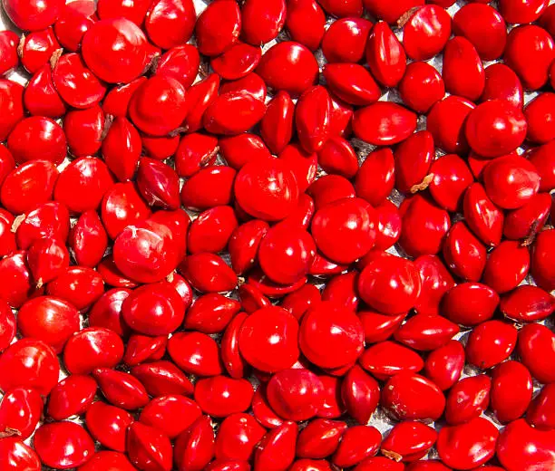 Red sandalwood seeds close up background.