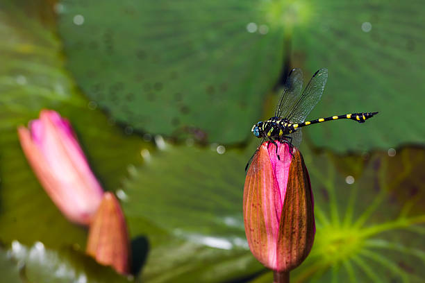 istock dragonfly outdoor on pink lotus 494679133