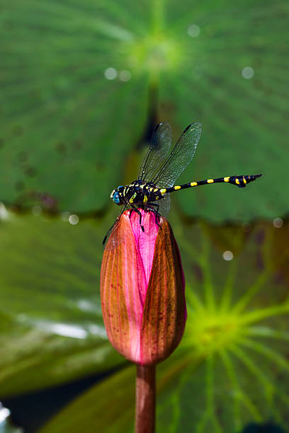 istock dragonfly outdoor on pink lotus 494679303