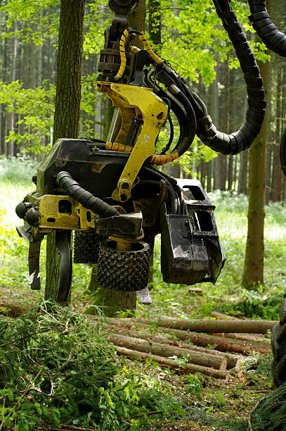 felling of the woods industries