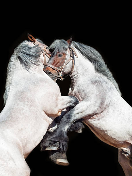 istock Two brabant horse rearing. isolated on black 494680031
