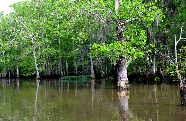 istock Louisiana Bayou with cypress trees 494698194