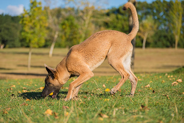 istock Belgian Malinois young puppy in the park fields 494698756