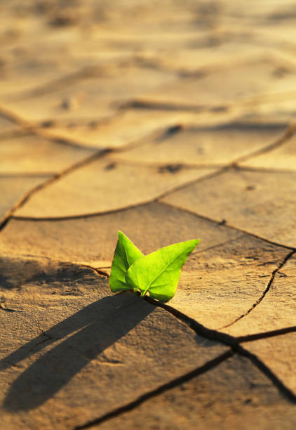 Plant growing through dry cracked soil Green plant growing out of cracks in the earth burned corpse stock pictures, royalty-free photos & images