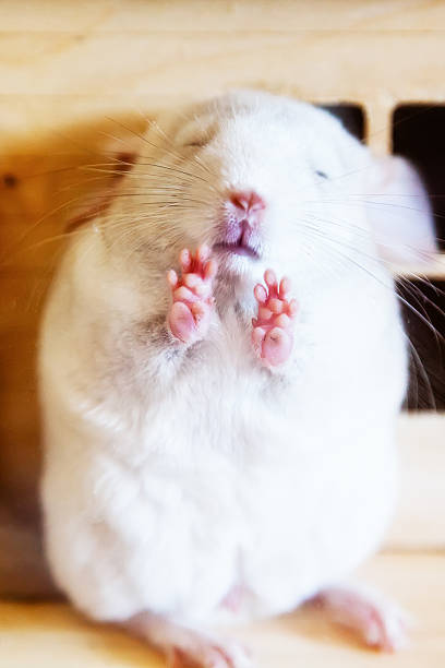 istock Little white chinchilla 494700018