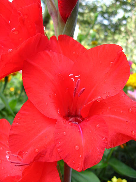 istock beautiful flower of gladiolus 494700590