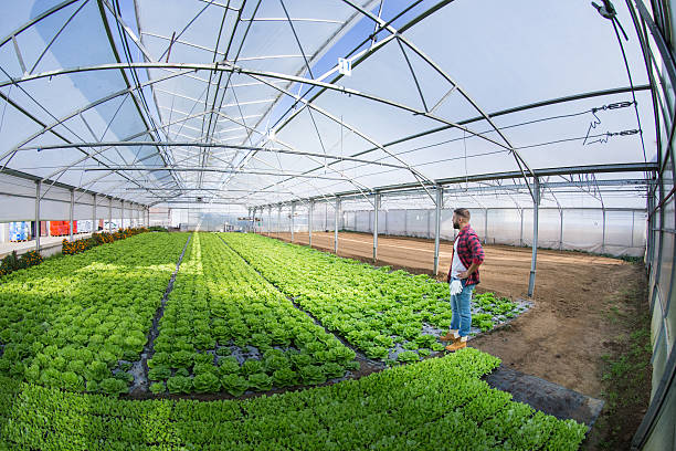 istock Bussinesman in agriculture 494701136