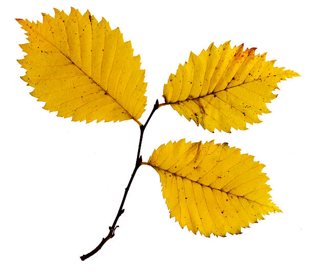 istock Twigs with colorful leaves of a beech tree 494701254