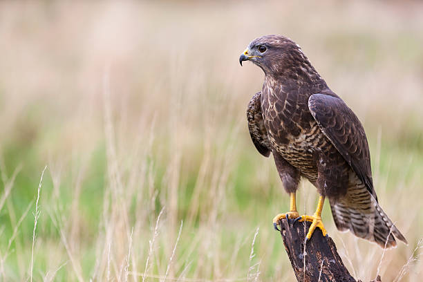 Buzzard sitting on a Tree Stump A wild buzzard sitting on an old tree branch in the countryside looking and hunting for prey. The Buzzard is a bird of prey in the Hawk and Eagle family. eurasian buzzard photos stock pictures, royalty-free photos & images