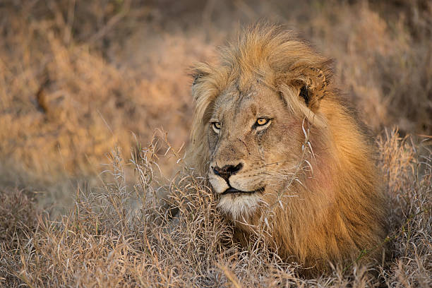 istock Morning Lion, Balule Reserve, South Africa 494702594