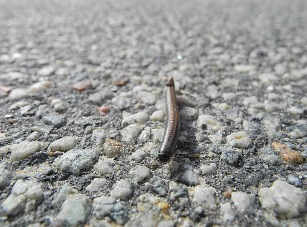 istock close up on brown millipede walking on concrete road 494702894