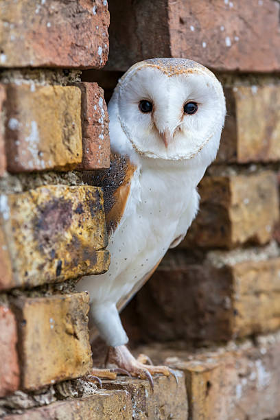 istock Barn Owl Looking Out of a Hole in a Wall 494704258