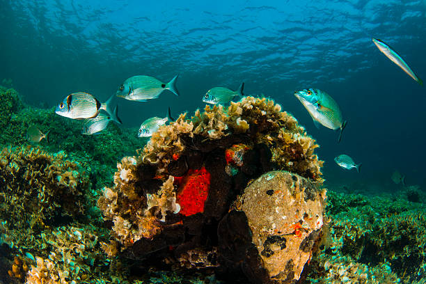 istock Sea breams in Turkey 494705644