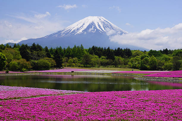 istock Fuji Shibazakura Festival 494706691