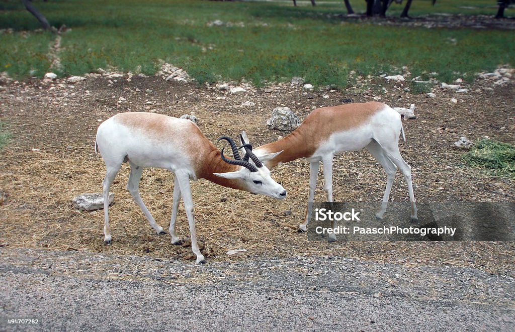 Two Stuck Buck Stock Photo Download Image Now 2015 Africa Animal Two Stuck Buck Stock Photo Download Image Now 2015 Africa Animal
