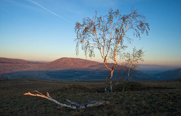 birch w sunrise – zdjęcie