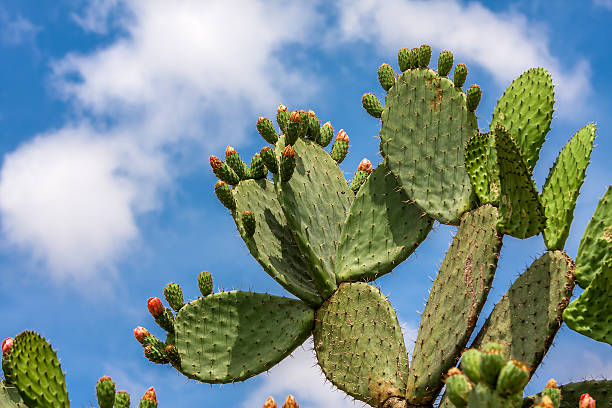 opuntia カクタス��アゲインストブルーの空。 - prickly pear fruit flowers plants nature ストックフォトと画像