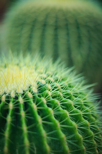 cactus background