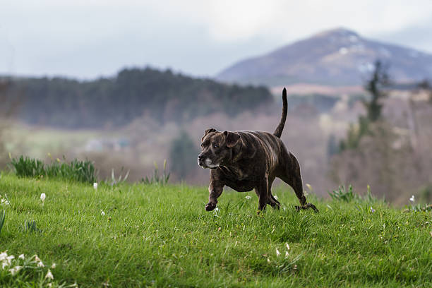 Staffordshire Bull Terrier A Staffordshire Bull Terrier on Green Grass pit bull power stock pictures, royalty-free photos & images