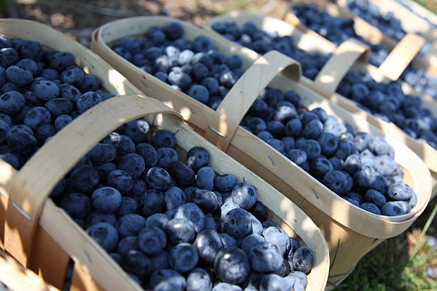 istock Fresh blueberries in harvest baskets 494707493