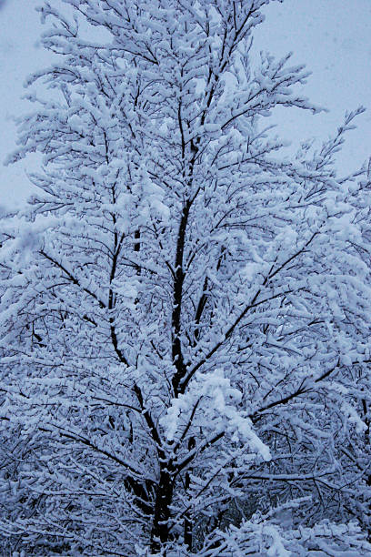 Colorado, Winter, Snow, Christmas, Tree stock photo