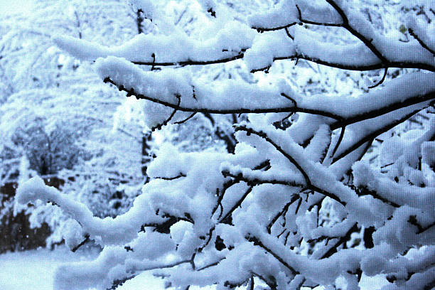 Colorado, Winter, Snow, Christmas, Tree stock photo