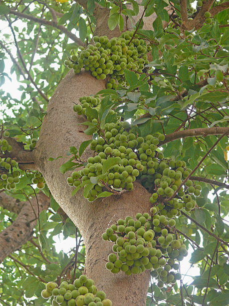 istock Cluster Fig Fruits, Ficus Racemosa 494707989