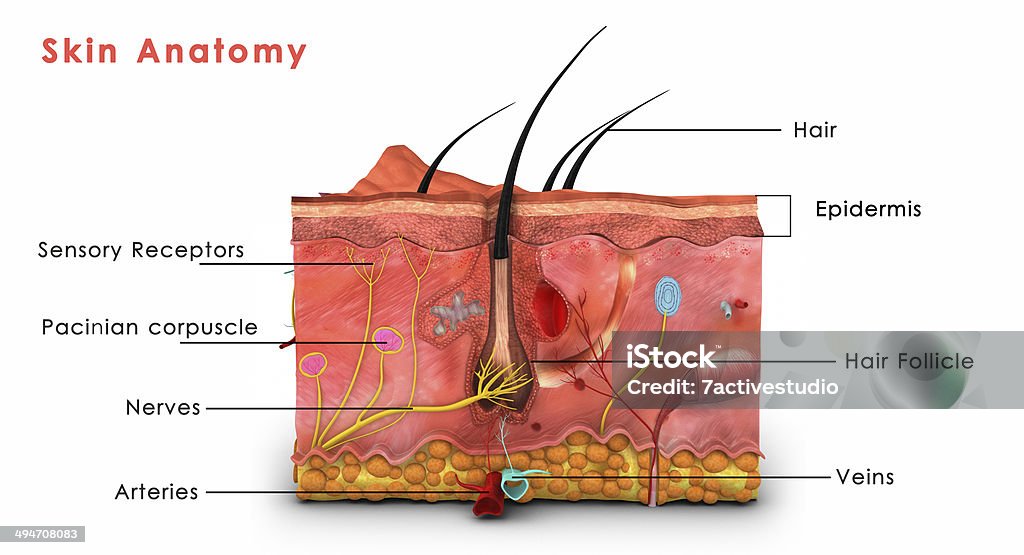 Anatomía de la piel - Foto de stock de Anatomía libre de derechos