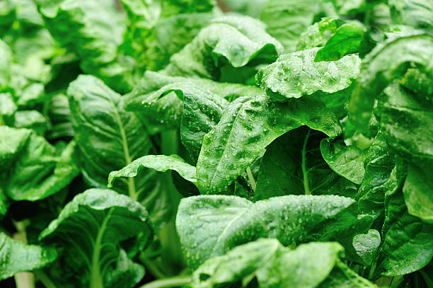 istock sliverbeet plants in garden 494708107
