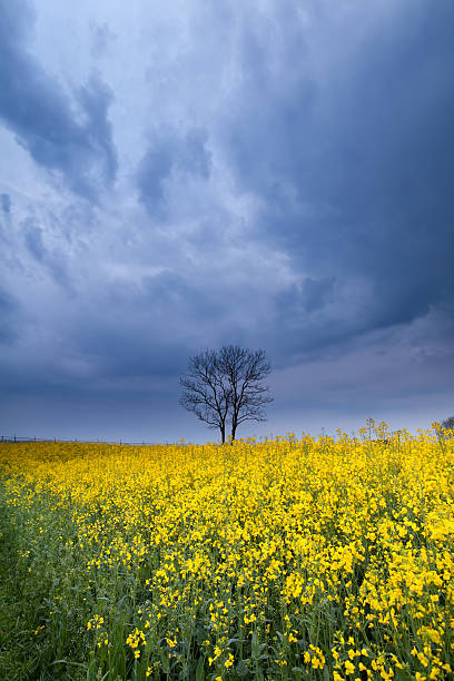 istock stormy sky over yellow rapeseed flower field 494708117