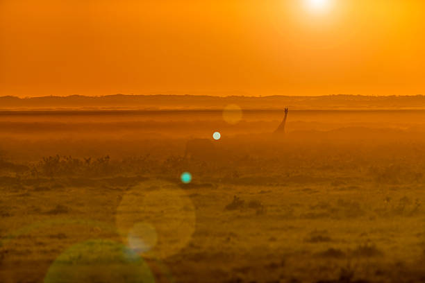 spectaculaire au lever du soleil-rétroéclairé d'amboseli - amboseli national park flash photos et images de collection