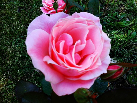 This example of the award winning rose shows why kt is a favorite among rose aficionados.