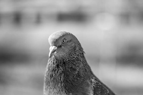 istock pigeon portrait, close up 494708445