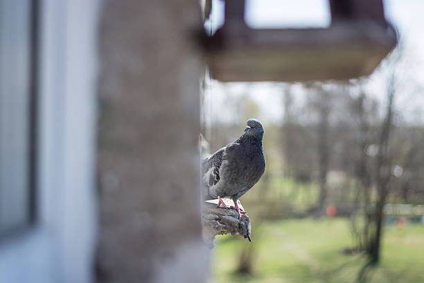 istock pigeon portrait, close up 494708471