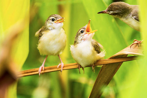 istock Plain Prinia or White-browed Prinia giving the food to 494708545