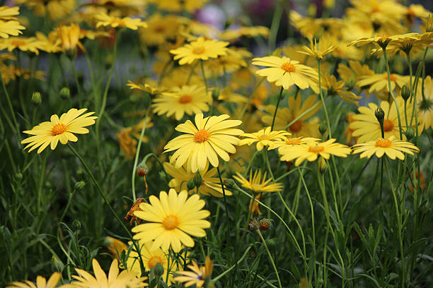 Garden of Daisies