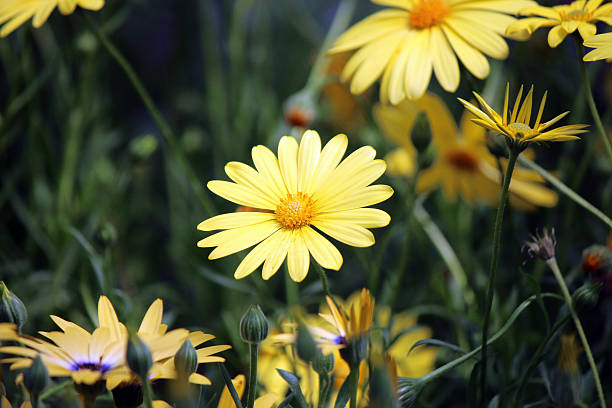 istock Daisies in the garden 494709481