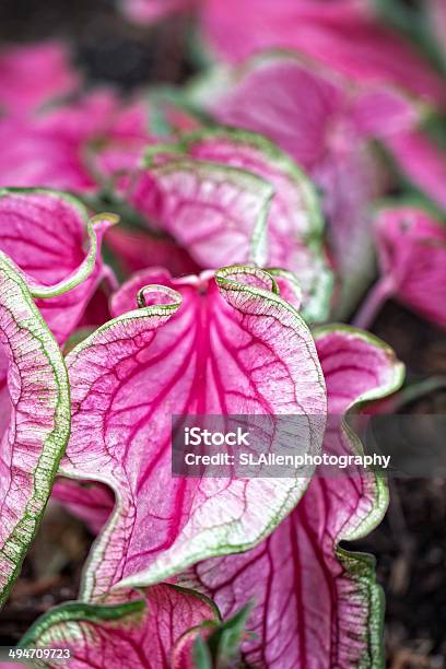 Hermosa Vista De Caladiums Foto de stock y más banco de imágenes de Abstracto - Abstracto, Aire libre, Belleza