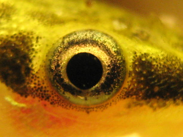 Fish eye stock photo